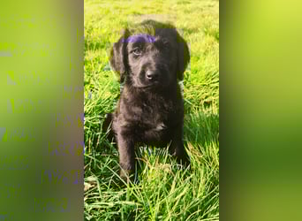 Wunderschöne Labradorwelpen mit Ahnentafel (Silver,Schwarz)
