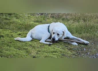 Der hübsche Marlon sucht ein neues Zuhause