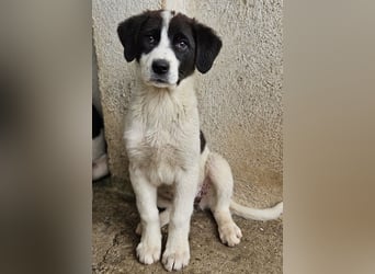 Zenzi, geb. ca. 01/2025, lebt in GRIECHENLAND, im städt. Tierheim Serres
