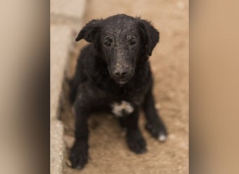 Sweet Coco: offenes, junges, verspieltes Hundemädl