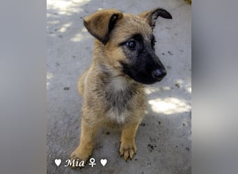 Vier wunderschöne Schäferhundmischlinge suchen ein Zuhause