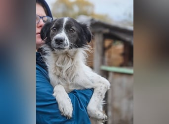 Zarter Hundebub Romeo❤️sucht Pflege- oder Endstelle