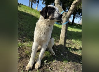 Oreo ein liebesbedürftiger Kerl