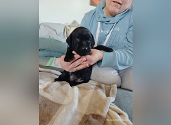 Welpe männlich dunkelblaues Halsband