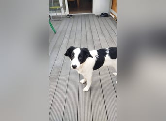 Sanfter Junghund Max(6 Mon/50 cm/15 kg) sucht liebevolles Zuhause