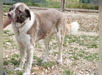 Stephan - Ein hoffnungsvoller Hund sucht sein Zuhause