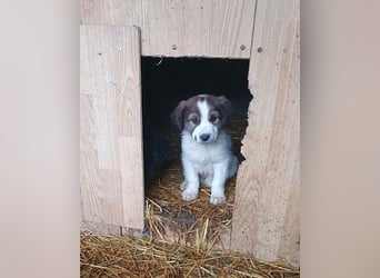 Rüde ♥ Amon ♥ braucht Liebe und Erfahrung