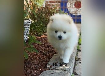 Süße Pomeranian Zwerkspitz Welpen
