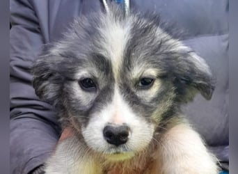 Tiara ❤️ aufgewecktes Husky-Mix Mädl