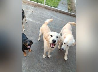 hübscher junger Golden Retriever Mischling Medo sucht...