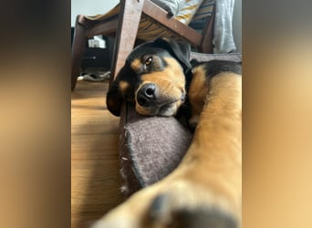 Zako sucht sein Für-Immer-Zuhause ❤️