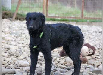 Schnuckelige DAYA hat das Potential zum Herzenshund