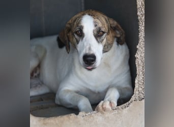 Mariela, geb. ca. 02/2022, lebt in GRIECHENLAND, im städt. Tierheim Serres