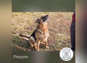 Peppie, lässt gern mal die Ohren hängen!
