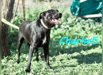 Charlie5 10/2021 (ESP) - verspielter und neugieriger Labrador-Podenco-Mix mit viel Lebensfreude!