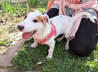 Sunny, fröhliches Hundemädchen sucht Familienanschluss