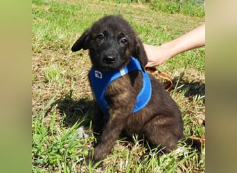 Benny sucht ein Zuhause