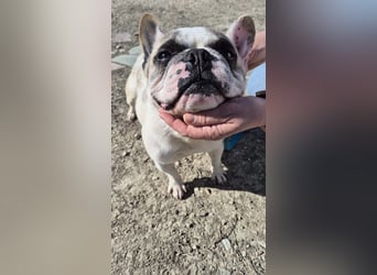 Sultan, unser Knutschgesicht