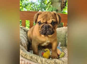 Vergnügte Frops Kinder  (Französische Bulldogge + Mops )
