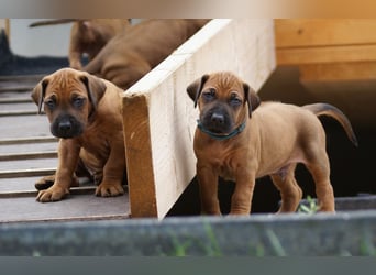 Es ist soweit , ab sofort dürfen unsere Glückskinder besucht werden ;- )