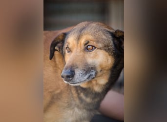 RAMBO sucht liebevolles Zuhause
