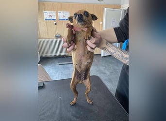 Pitypang sucht Gnadenplatz