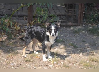 VITO - ein liebevolles Zuhause gesucht