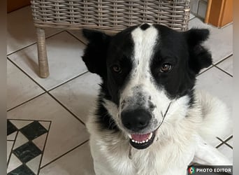 Frodo, ein Teddybär sucht seine Familie, PS in 86701 Rohrenfels