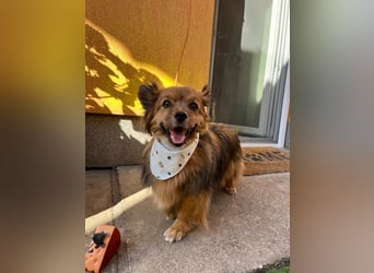 Buddy SR - sanfter Senior sucht liebevolles Gnadenplätzchen