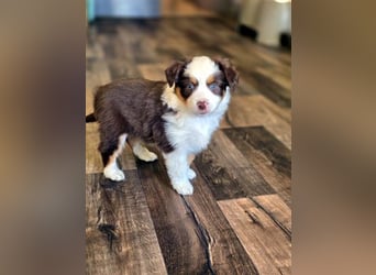 Mini Aussie Babys / Mini American Shepherds aus Liebevoller Aufzucht