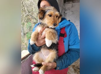 Colina ❤️ kleines, aktives Hundemädchen