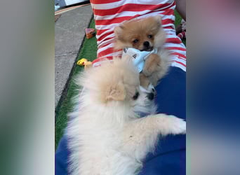 Teddy-Elmo SR – Quirliger Welpenwirbelwind mit Kuschelpotenzial