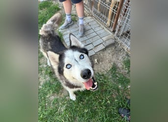 Husky Zeus