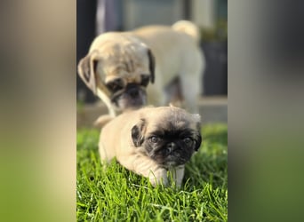 Mops Welpen  ( Altdeutsche )