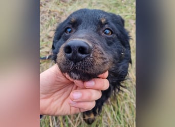 Herzenshund RALF möchte dein Schatten werden