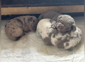 Exquisit Bulladors (Labrador, English Bulldogge)mit vollen Papieren, Ahnentafeln, Gesundheitszeugnis