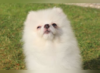 Zwergspitz Pomeranian "Vanilla" Hündin 4 Monate kann ins neue Heim ziehen