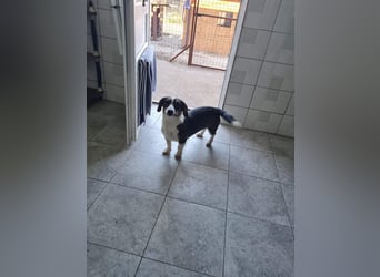 Dackelchen Mia und Emmi wollen nicht getrennt werden