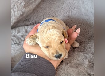 Maltipoo Welpen