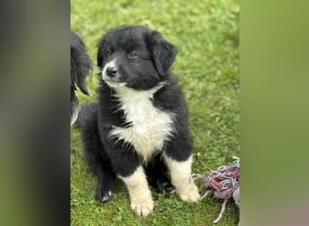Australian Shepherd Welpen in  Black Bi