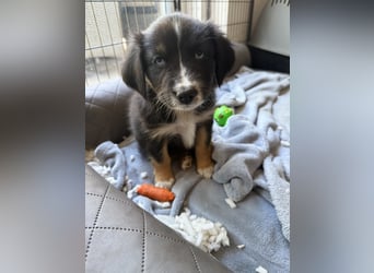 Mini Australien Shepherd Welpen suchen Traumzuhause
