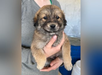 Diego ❤️ süßer, verschmuster Welpenjunge