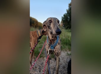 Toni, sucht ein liebevolles Zuhause