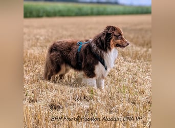 BRR Fire of Passion Aladdin DNA VP,- Dark Red Australian Shepherd Deckrüde, BH -VT, RO3, ROIC, Agi