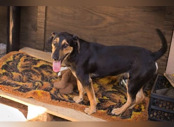 Jack: Ein Hund zum Pferdestehlen!