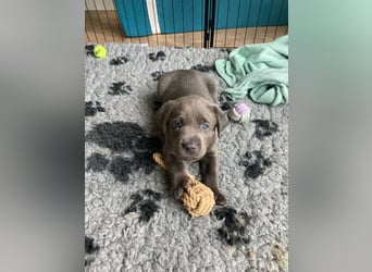 Labrador Retriever chacoral/Silber