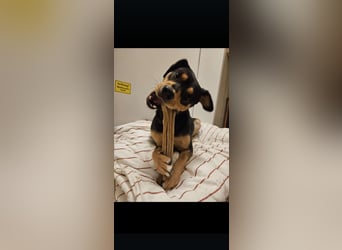 Zako sucht sein Für-Immer-Zuhause ❤️