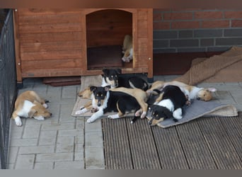 Kurzhaarcollies "Apple Meadow"