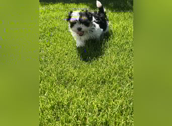 2 zuckersüße Maltipoo Welpen - Rüde und Hündin