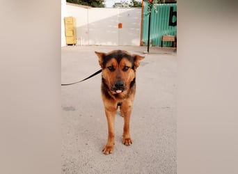 Schäferhund Mix Scooby